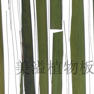ֲ͸
